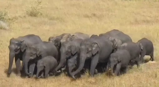 கெலமங்கலம் அருகே குட்டிகளுடன் யானைகள் நடமாட்டம்: விவசாயிகளுக்கு வனத் துறையினா் எச்சரிக்கை