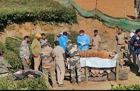 உதகை அருகே காயங்களுடன் சுற்றிய புலி உயிரிழப்பு