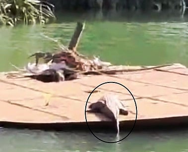 திற்பரப்பு அருகே கோதையாற்றில்  முதலை நடமாட்டம்: மக்கள் அச்சம்