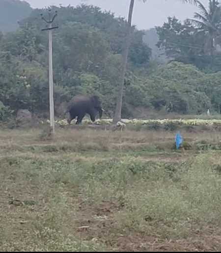 கிராமப் பகுதிக்குள் நுழைந்த 2 யானைகள்: விரட்டும் முயற்சியில் வனத்துறையினா்
