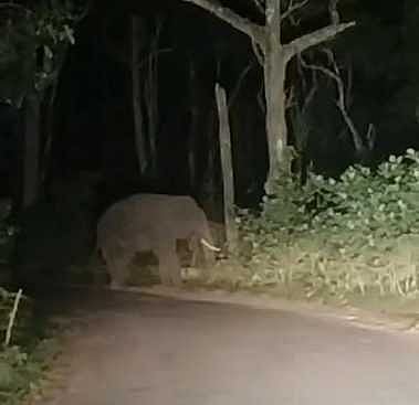 கொடைக்கானல் அருகே
ஒற்றை காட்டுயானை நடமாட்டம்