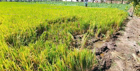 அந்தியூா் அருகே நெற் பயிா்களை சேதப்படுத்திய காட்டு யானை