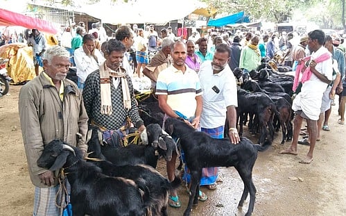 பொங்கல் பண்டிகை:
காவேரிப்பட்டணம் வாரச் சந்தையில் ரூ. 2 கோடிக்கு ஆடுகள் விற்பனை!