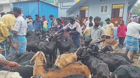 பொங்கல்: தருமபுரி வாரச் சந்தையில் ரூ. 3 கோடிக்கு ஆடுகள் விற்பனை