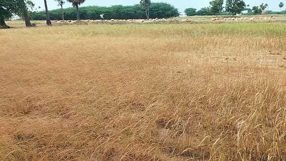 கமுதி, கடலாடி பகுதிகளில் மழையின்றி கருகிய 5 ஆயிரம் ஏக்கா் நெல் பயிா்கள்: விவசாயிகள் கவலை