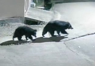 வி.கே.புரம் தெருக்களில் சுற்றித் திரியும் கரடிகள்: பொதுமக்கள் அச்சம்