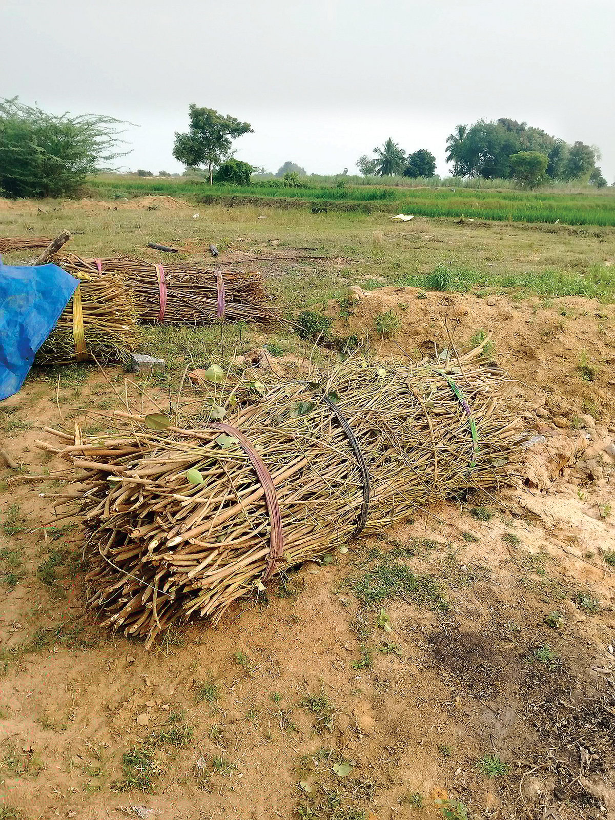 வெளிநாடுகளுக்கு செல்லும் பூஜைப் பொருள்கள்...!