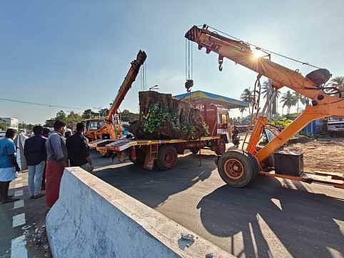 சாலை விரிவாக்கப் பணிக்கு  வெட்டப்பட்ட மரம் மறுநடவு