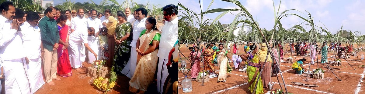 புதுக்கோட்டையில் சமத்துவப் பொங்கல் விழாக்கள்