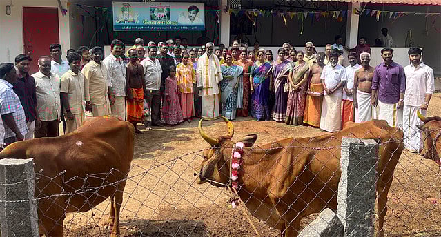 தாத்தா சாமி மஹாமடத்தில் மாட்டுப் பொங்கல் சிறப்பு கோ பூஜை