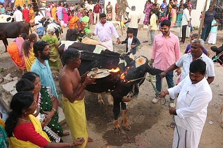 பொங்கல் கொண்டாட்டம்: 
கிராமங்களில் எருதுவிடும் விழா