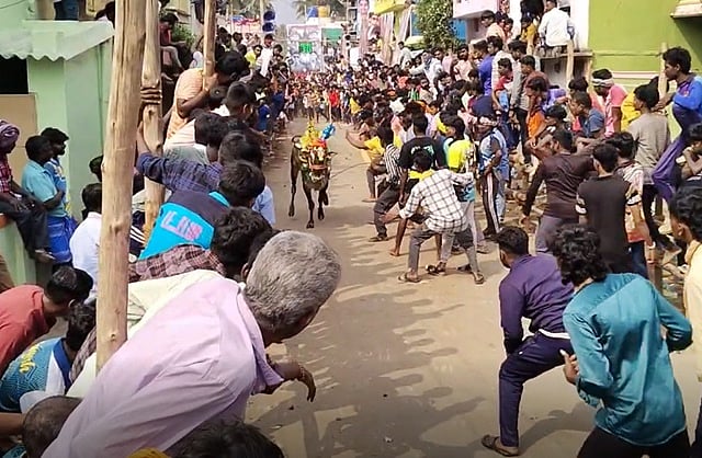 வேலூரில் எருது விடும் விழாவில் 200 காளைகள் பங்கேற்பு!