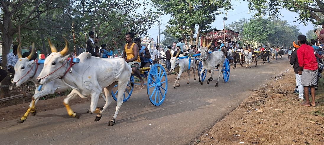 கடியாப்பட்டியில் மாட்டுவண்டிப் போட்டி