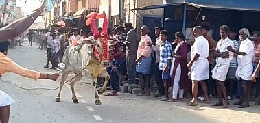 ஒடுகத்தூரில் எருதுவிடும் விழா: நூற்றுக்கும் மேற்பட்ட காளைகள் பங்கேற்பு
