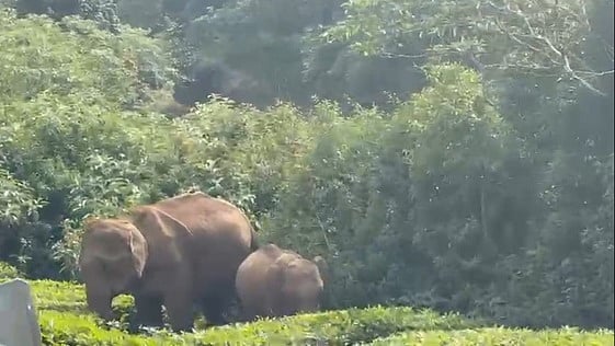 மேகமலையில் குட்டியுடன் உலவும்
காட்டு யானையால் பொதுமக்கள் அச்சம்