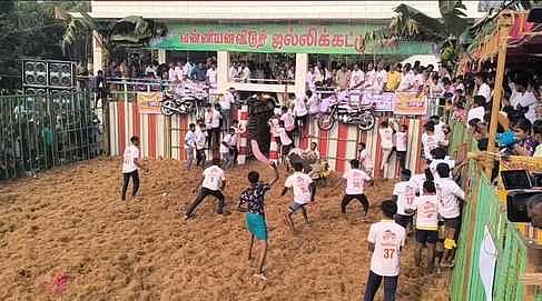 வன்னியன்விடுதியில் ஜல்லிக்கட்டு 
45  போ் காயம்