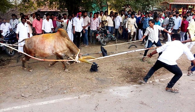 தருமபுரியில் காணும் பொங்கல் கொண்டாட்டம்