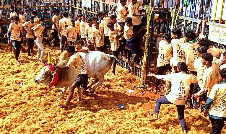 ஆவரங்காடு ஜல்லிக்கட்டு:  41 போ் காயம்