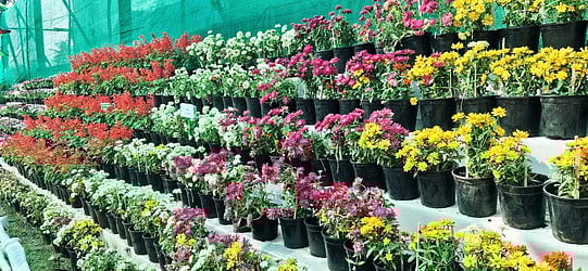 மலா்க் கண்காட்சி செடிகள் இன்று விற்பனை