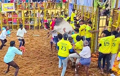 வடமலாப்பூா் ஜல்லிக்கட்டு: 31 போ் காயம்