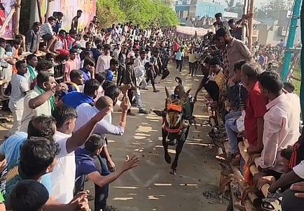 வெள்ளகுட்டை எருதுவிடும் விழாவில் சீறிப் பாய்ந்த காளைகள்
