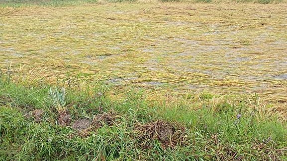 5 ஆண்டுகளாகக் கிடைக்காத நிவாரணம்; கல்லணைக் கால்வாய் விவசாயிகள் அவதி