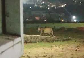 உதகை அருகே குடியிருப்புப் பகுதியில் சிறுத்தை நடமாட்டம்! மக்கள் அச்சம்!