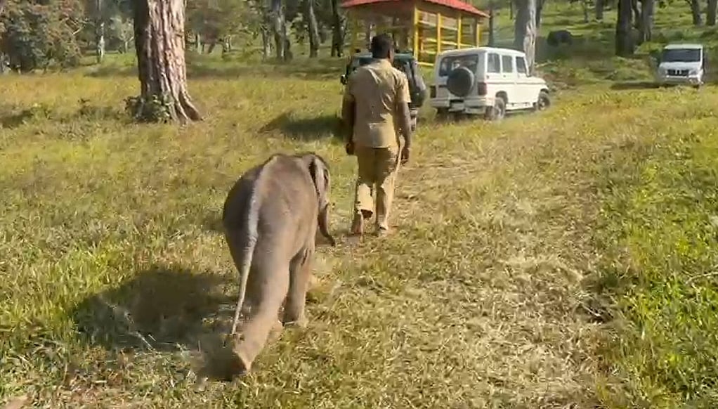 டாப்ஸ்லிப்: குட்டி யானைகளை கூட்டத்துடன் சேர்க்க வனத்துறை திட்டம்!