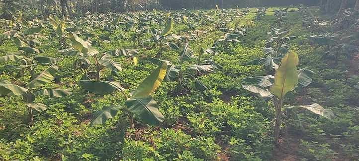 கொல்லம்பட்டி கிராமத்தில் வாழையில் ஊடுபயிராக கடலை சாகுபடி: விவசாயி அசத்தல்