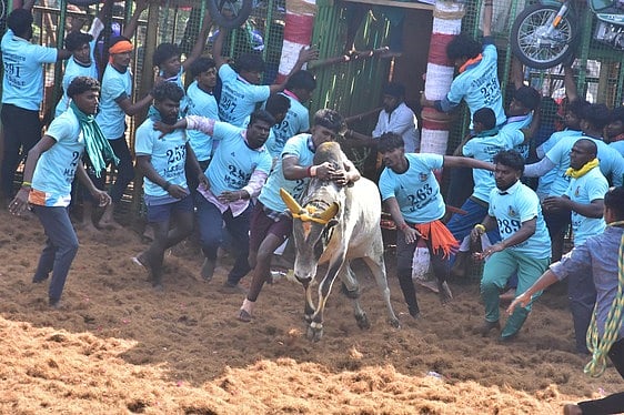 ஆலங்குடி அருகே முக்காணிப்பட்டியில் ஜல்லிக்கட்டு: 44 போ் காயம்