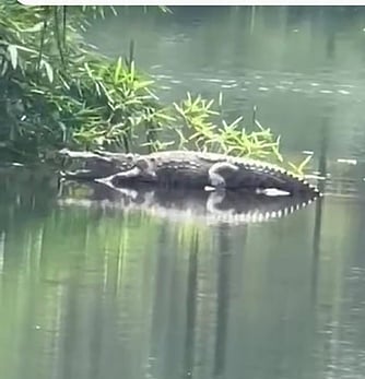 கோதையாற்றில் மீண்டும் முதலை நடமாட்டம்: பொதுமக்கள் அச்சம்