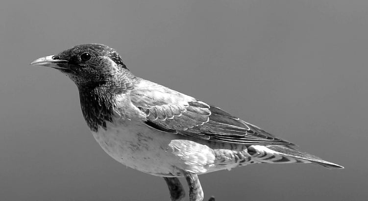 சென்னிமலையில் அரிய வகை உள்பட 30-க்கும் மேற்பட்ட பறவை இனங்கள்