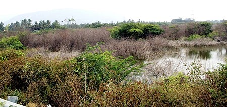 நீதிமன்ற உத்தரவுக்குப் பின்னரும் ஏரிகளில் அகற்றப்படாத சீமைக் கருவேல மரங்கள் நீராதாரம் பாதிப்பால் விவசாயிகள் கவலை