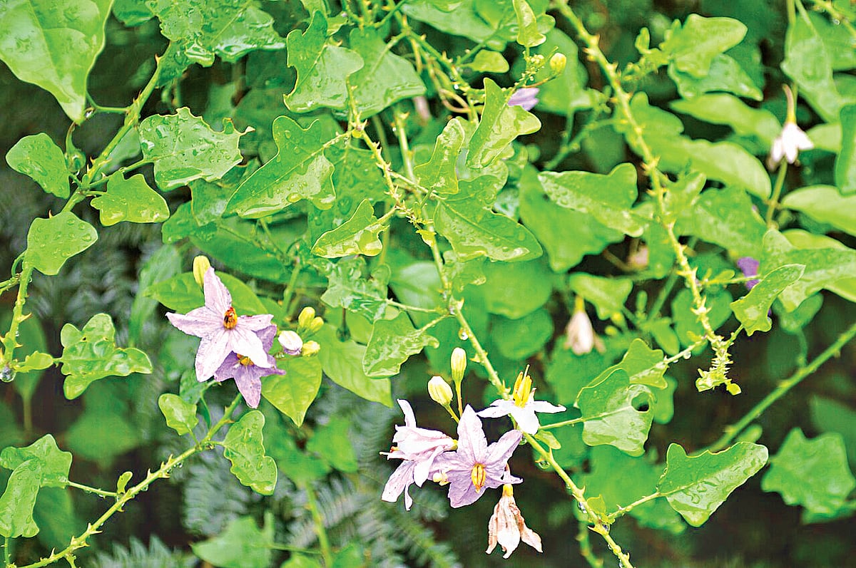 சளி, இருமலுக்குத் தீர்வு... தூதுவளையின் பயன்கள் தெரியுமா?