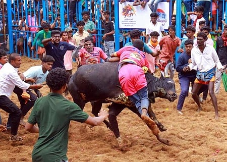 அலங்காநல்லூா் கீழக்கரையில் ஜல்லிக்கட்டு: 53 போ் காயம்