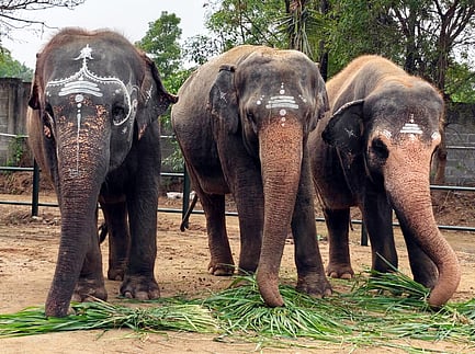 காஞ்சிபும் சங்கர மடத்துக்கு சொந்தமான 3 யானைகள்: வனத்துறை ஒப்படைத்தது