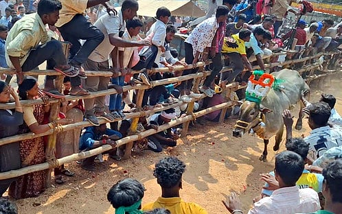 வீராங்குப்பத்தில் எருது விடும் திருவிழா