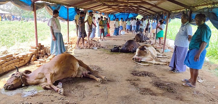 யூரியா கலந்த தண்ணீரை குடித்து 
அந்தியூா் அருகே 7 மாடுகள் உயிரிழப்பு