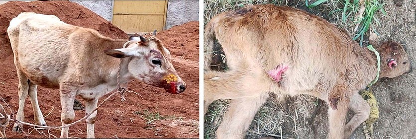 போ்ணாம்பட்டில் தொடரும் சிறுத்தை அட்டகாசம்!