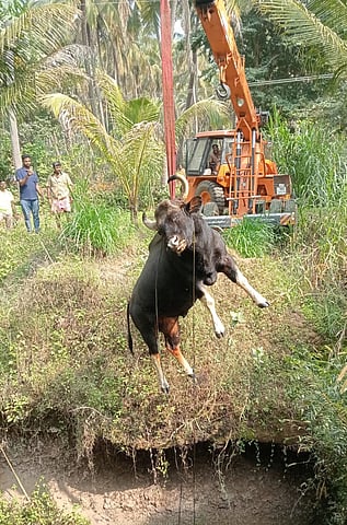 கிணற்றில் தவறி விழுந்து காட்டெருமை உயிரிழப்பு