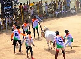 சிவகங்கை அருகே வடமாடு மஞ்சுவிரட்டு