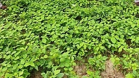 உளுந்து சாகுபடி விவசாயிகள் பயன்பெறும் வகையில் தேசிய வேளாண் கூட்டுறவு விற்பனை இணையம் மூலம் கொள்முதல்!