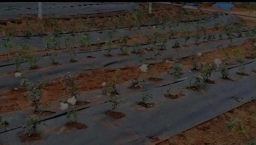 பனியில் இருந்து ரோஜா மலா்களை காக்க பசுமைக்குடிலில் பராமரிக்கப்படும் செடிகள்