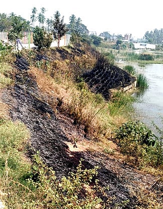 போடிநாயக்கன்பட்டி ஏரிக் கரைக்கு மா்ம நபா்கள் தீவைப்பு