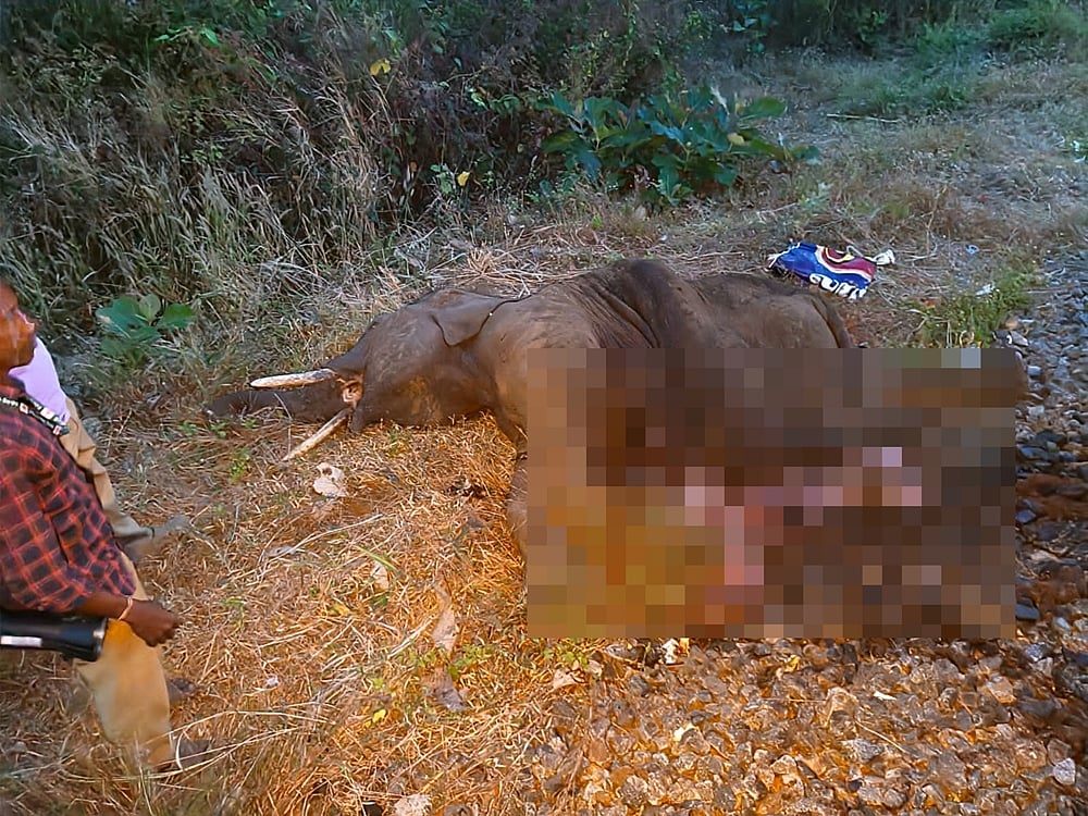 வாளையாறு அருகே ரயில் மோதி குட்டி யானை பலி: ஏஐ கண்காணிப்பை மீறி விபத்து!