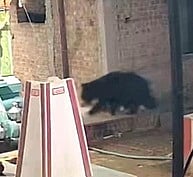 கல்லிடை கோயிலுக்குள் நுழைந்து 
அட்டகாசம் செய்த கரடிகள்