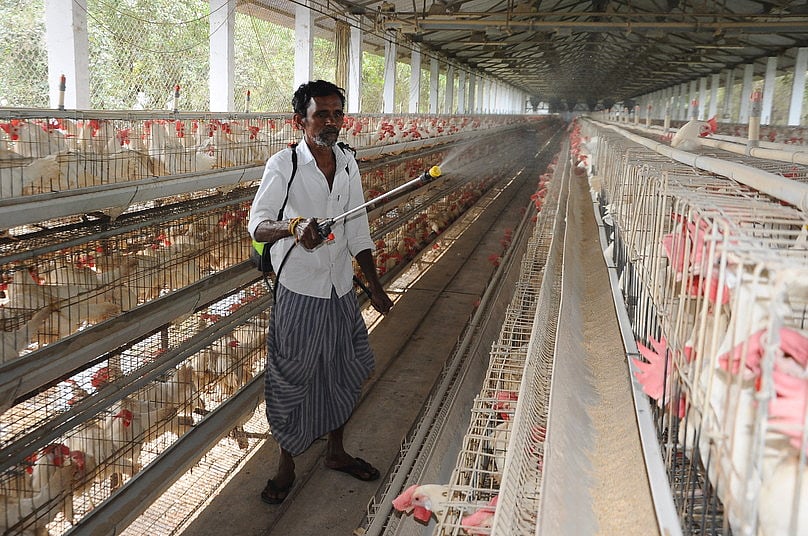 சென்னையில் பறவைக் காய்ச்சலால் காகங்கள் இறப்பு! நாமக்கல் கோழிப் பண்ணைகளில் 
நோய்த் தடுப்பு பணிகள் தீவிரம்!