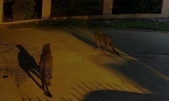 ஜெகதளா குடியிருப்புப் பகுதியில் சிறுத்தைகள் நடமாட்டம்