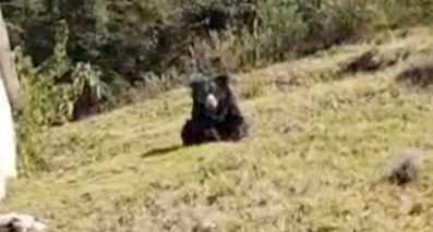 உதகை அருகே குடியிருப்புப் பகுதியில் உலவிய கரடி