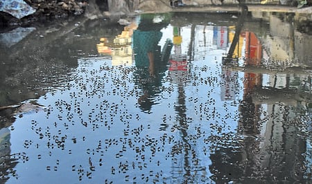 சென்னையில் அதிகரித்து வரும் கொசுக்கள் தொல்லை! கண்டறிந்து அழிப்பதற்கான ஆய்வகம் இல்லை!